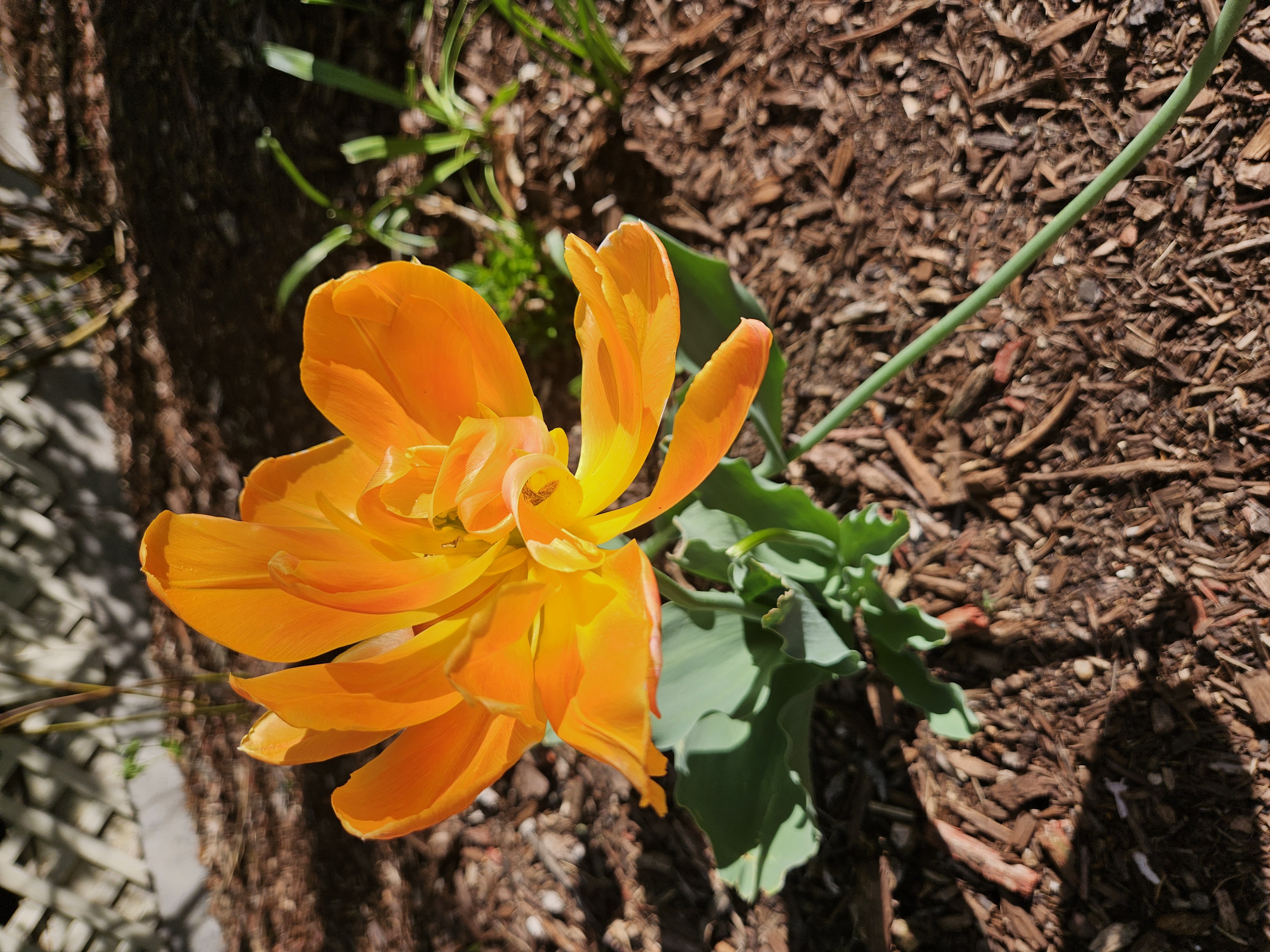 A wilted plant